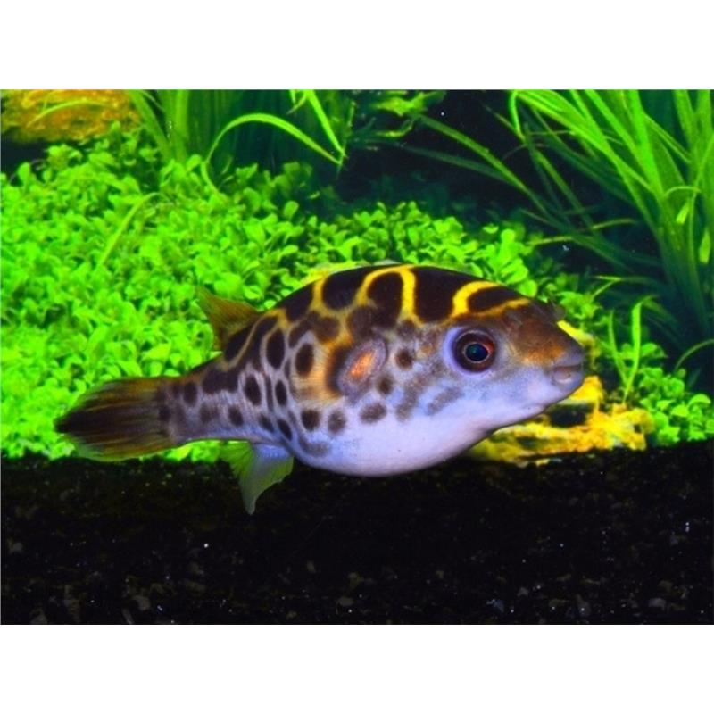 Tetraodon fluviatilis - imagine 4